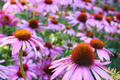 Echinacea Seeds - Purple Coneflower (200 PCS) | Perennial Wildflower