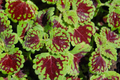 Coleus Seeds Wizard Velvet Red - 25 Seeds | Dwarf, Full Sun, 12-14 in