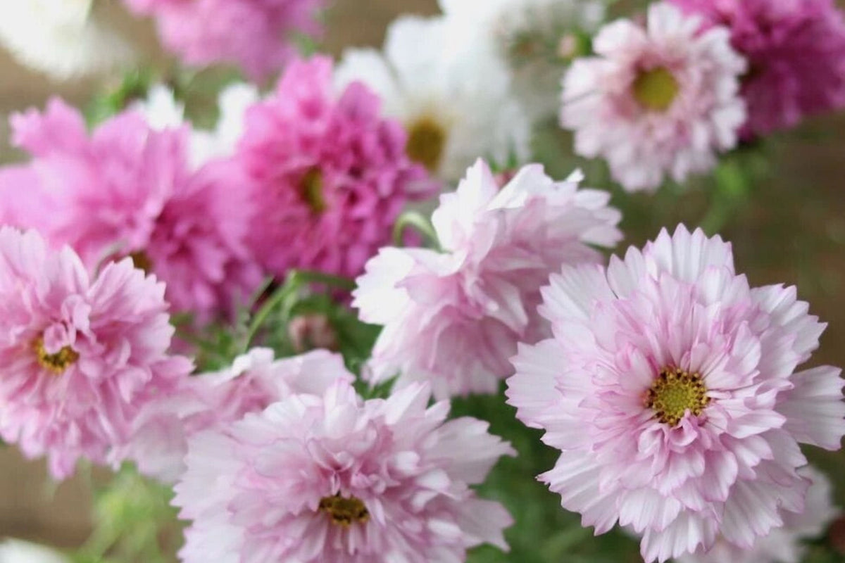 Double Click Bicolor Rose Cosmos Seeds - 200+ Heirloom Cosmos Bipinnatus for Pollinators