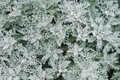 Dusty Miller Cineraria Seeds (600 Seeds) Silvery Gray Foliage