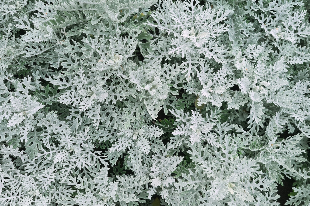 Dusty Miller Cineraria Seeds (600 Seeds) Silvery Gray Foliage