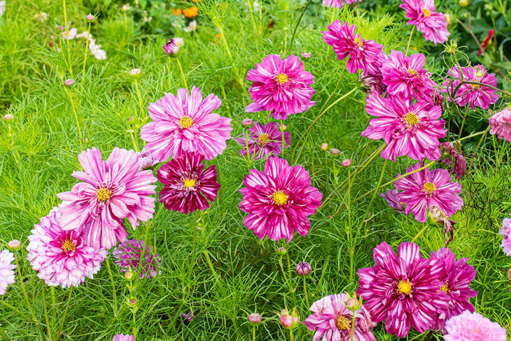 Double Click Bicolor Rose Cosmos Seeds - 200+ Heirloom Cosmos Bipinnatus for Pollinators