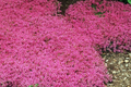 Creeping Thyme Seeds 100 PCS (Thymus serpyllum Magic Carpet) Groundcover