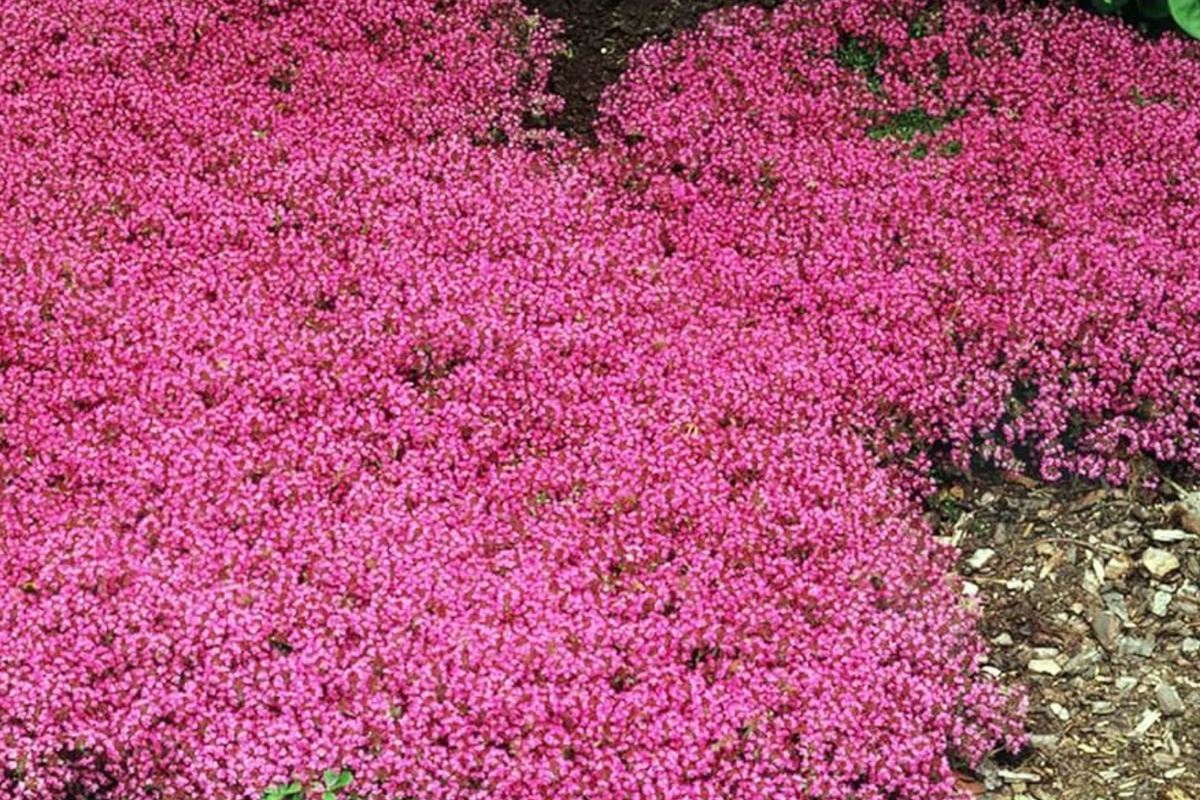 Creeping Thyme Seeds 100 PCS (Thymus serpyllum Magic Carpet) Groundcover