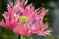 Danish Flag Poppy Seeds - Papaver Somniferum - 500 Seeds