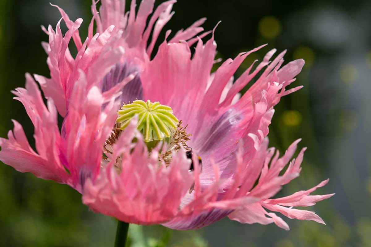 Danish Flag Poppy Seeds - Papaver Somniferum - 500 Seeds