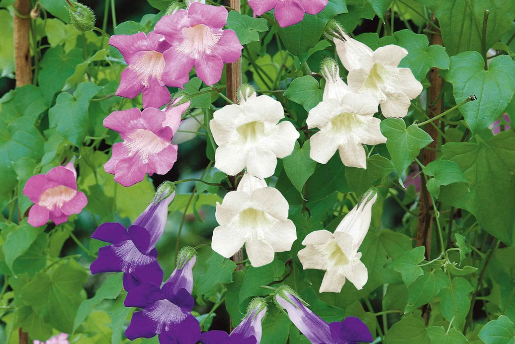 1000+ Climbing Mix Snapdragon Seeds – Antirrhinum majus, USA-Grown, Vibrant Dragon Blooms
