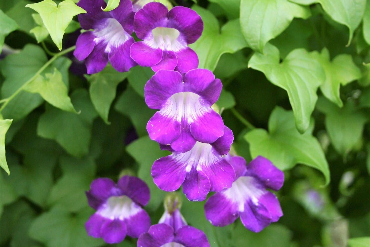 1000+ Climbing Mix Snapdragon Seeds – Antirrhinum majus, USA-Grown, Vibrant Dragon Blooms