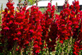 Red Snapdragon Seeds - 200 pcs Antirrhinum Majus Maximum Ruby | Easy Annual Flowers