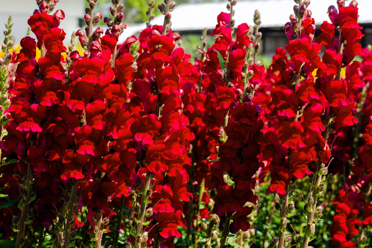 Red Snapdragon Seeds - 200 pcs Antirrhinum Majus Maximum Ruby | Easy Annual Flowers