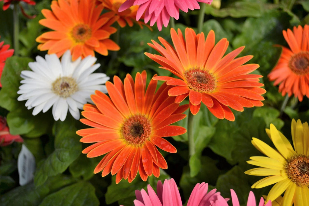 JamesonII Mix Gerbera Daisy Seeds - 200+ Colorful Blooms, USA Grown