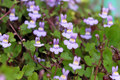 Kenilworth Ivy Seeds (Cymbalaria muralis) - 200 Seeds, Lilac Ground Cover, Shade Tolerant