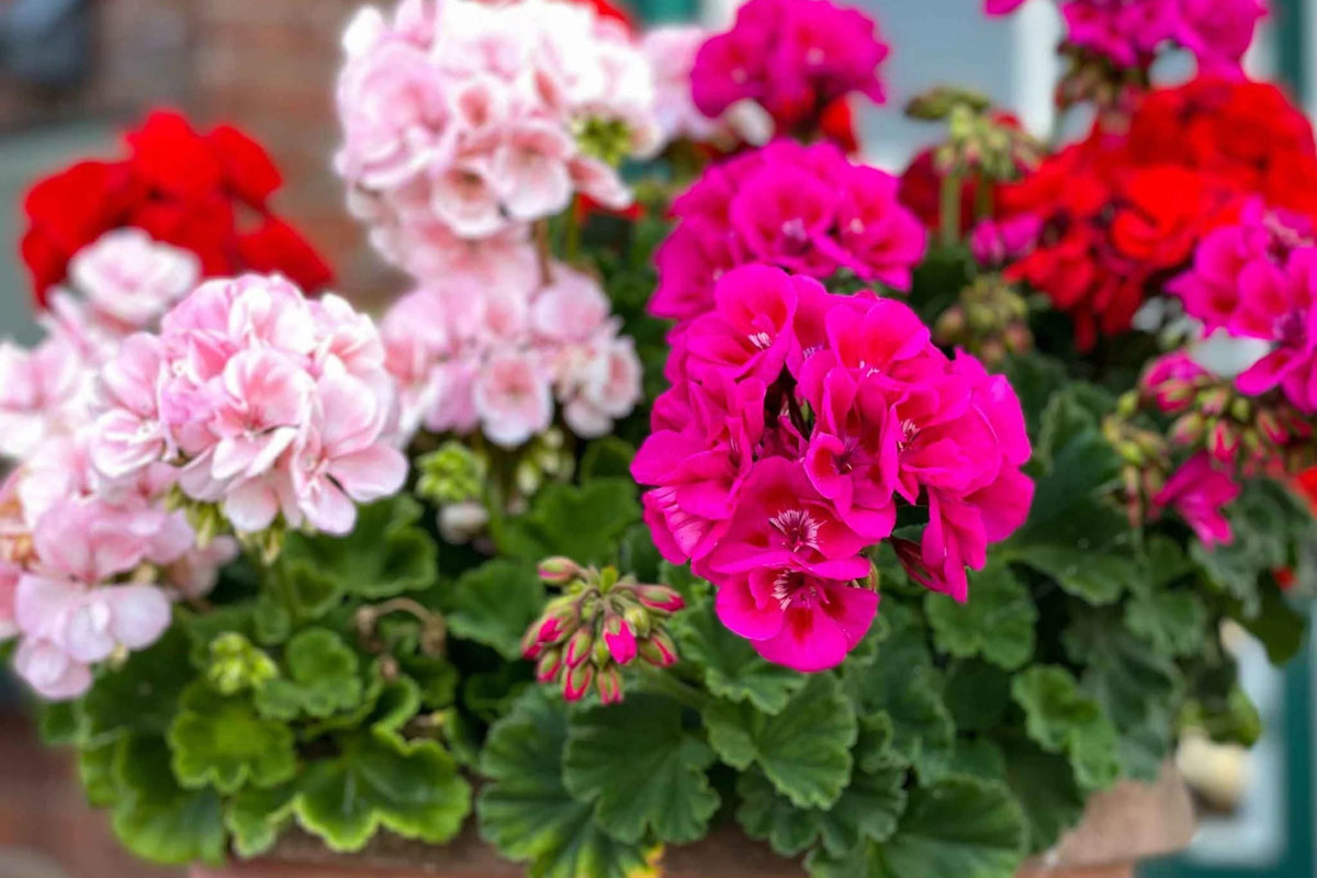 Maverick Mix Geranium Seeds - 25+ Pelargonium Zonal Geranium Seeds for Containers & Garden