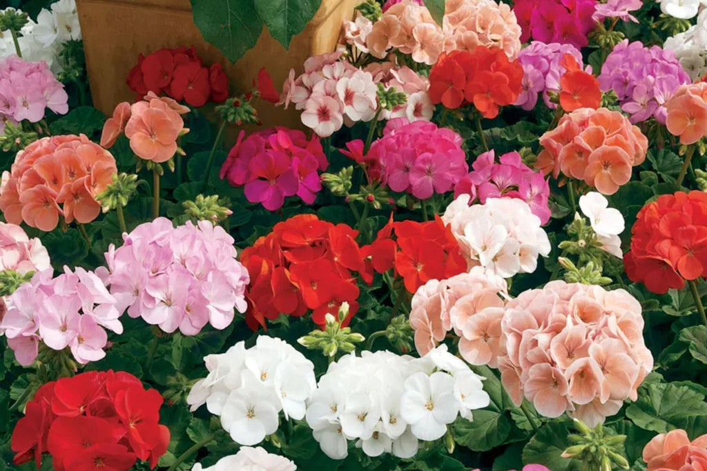 Maverick Mix Geranium Seeds - 25+ Pelargonium Zonal Geranium Seeds for Containers & Garden