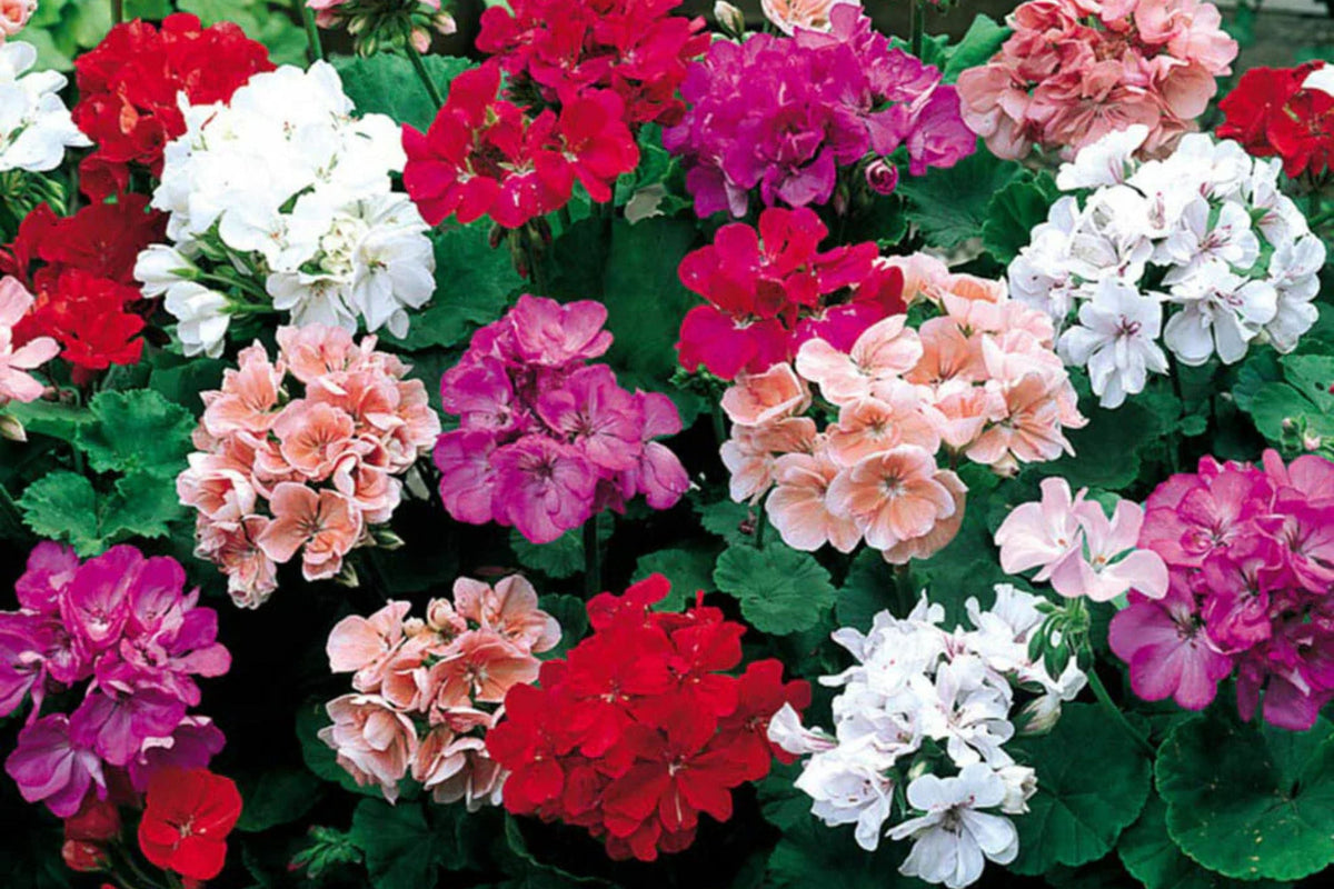Maverick Mix Geranium Seeds - 25+ Pelargonium Zonal Geranium Seeds for Containers & Garden