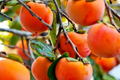 Japanese Persimmon Cuttings - 6 Unrooted Fuyugaki (Diospyros kaki) - Self-Pollinating, Non-Astringent
