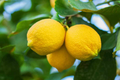 Lemon Tree Seeds - 15 Fresh Citrus limon Seeds for Planting