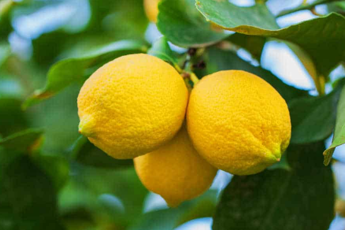 Lemon Tree Seeds - 15 Fresh Citrus limon Seeds for Planting