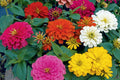 Magellan Mix Zinnia Seeds - 100 Seeds, Dwarf 12-14" Plants, Full Sun