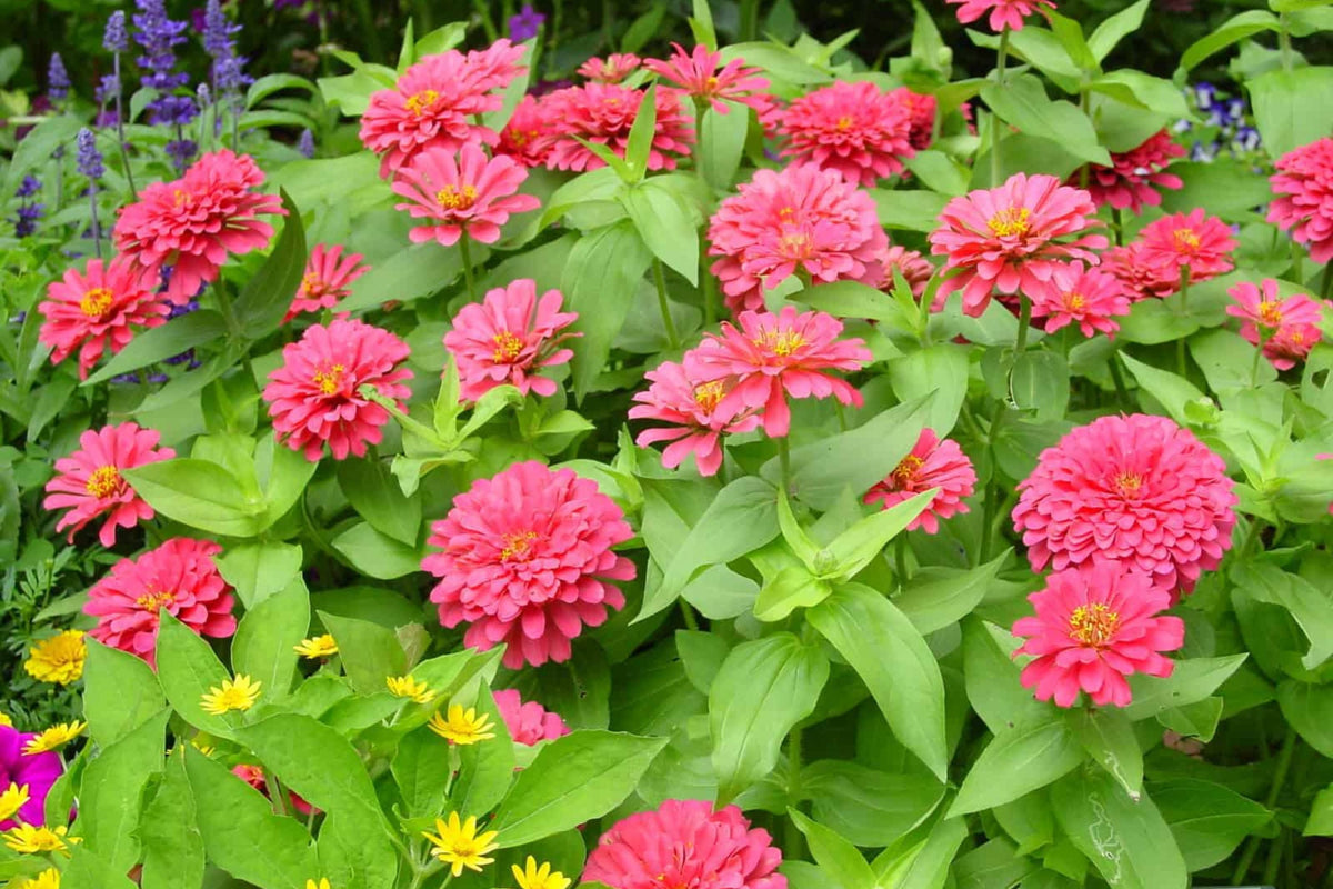 Magellan Mix Zinnia Seeds - 100 Seeds, Dwarf 12-14" Plants, Full Sun