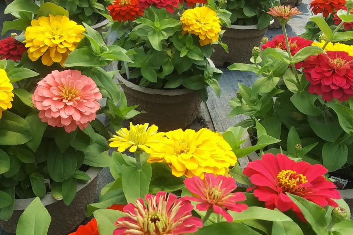 Magellan Mix Zinnia Seeds - 100 Seeds, Dwarf 12-14" Plants, Full Sun