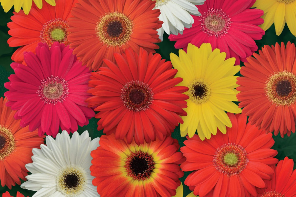 JamesonII Mix Gerbera Daisy Seeds - 200+ Colorful Blooms, USA Grown