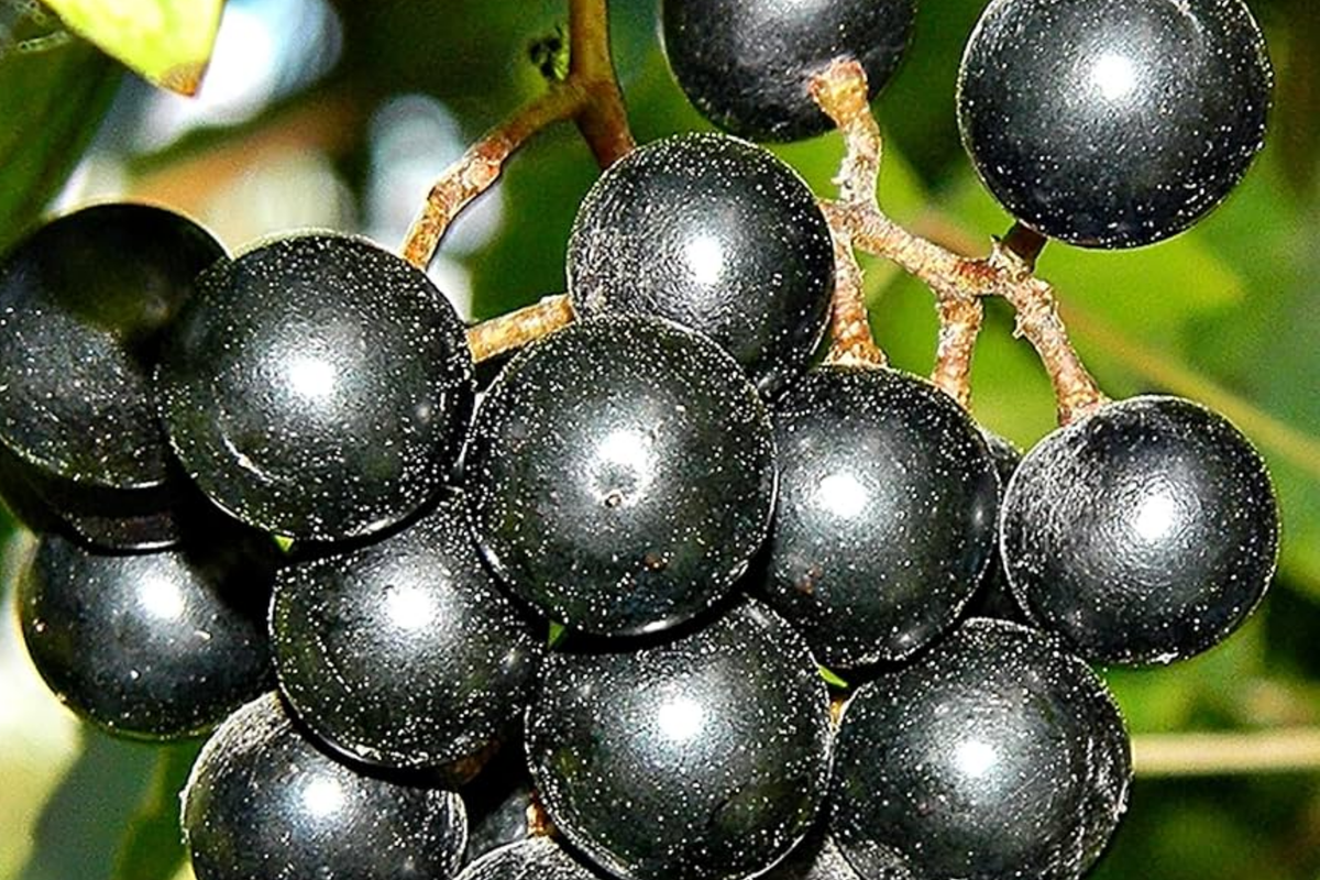 Carlos Bronze Muscadine Seeds (Vitis rotundifolia) - 20 Seeds, Self-Fertile, Zones 7-10