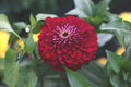 Benary Giant Wine Zinnia Seeds – 100+ Premium Seeds for 4-5" Deep Burgundy Bloom, Cut Flower Garden