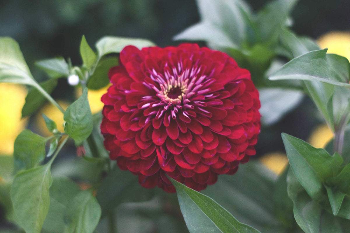 Benary Giant Wine Zinnia Seeds – 100+ Premium Seeds for 4-5" Deep Burgundy Bloom, Cut Flower Garden