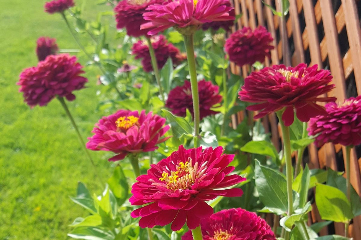 Benary Giant Wine Zinnia Seeds – 100+ Premium Seeds for 4-5" Deep Burgundy Bloom, Cut Flower Garden
