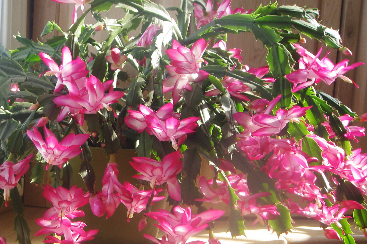 Christmas Cactus Stem Cuttings (Schlumbergera) - 3 Colors, Easy to Root