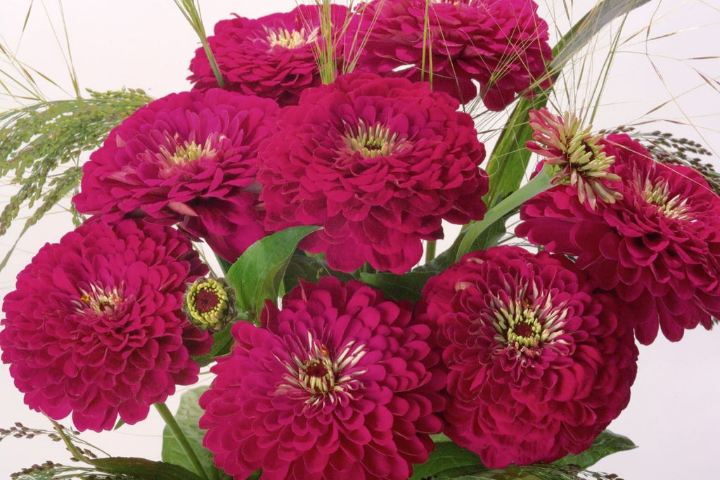 Benary Giant Wine Zinnia Seeds – 100+ Premium Seeds for 4-5" Deep Burgundy Bloom, Cut Flower Garden