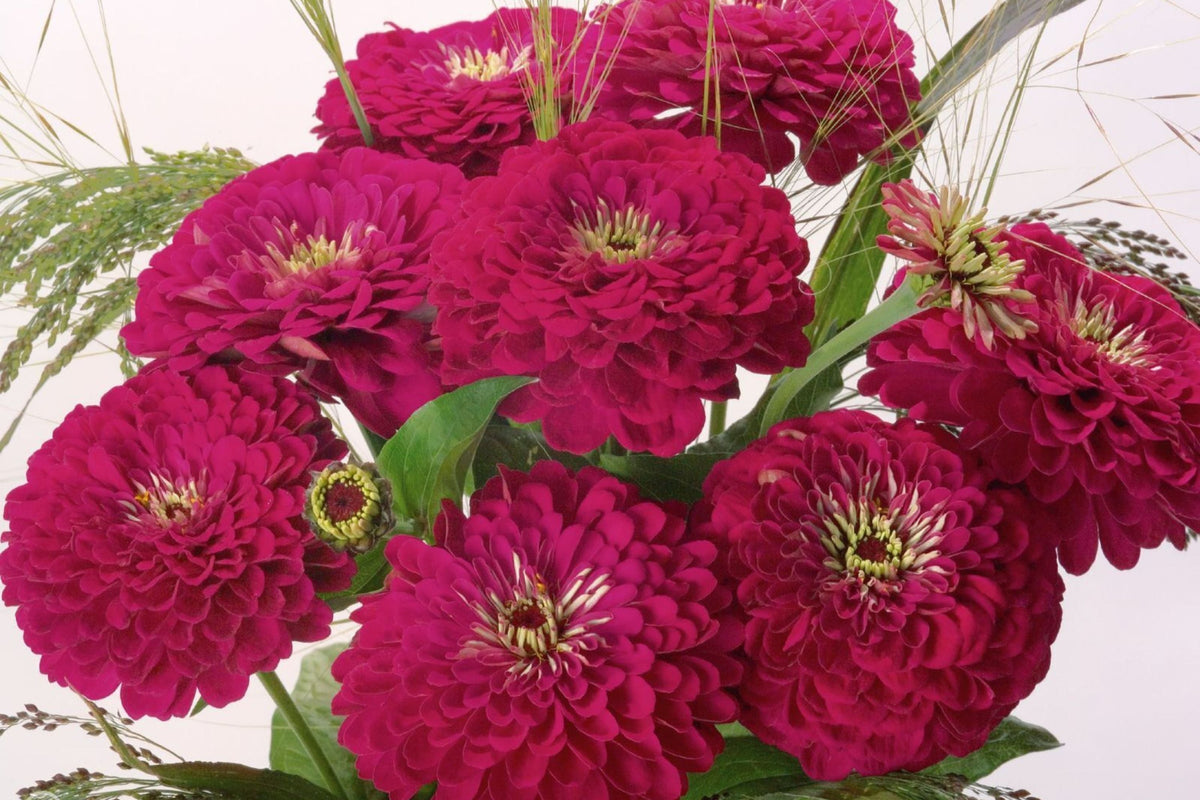 Benary Giant Wine Zinnia Seeds – 100+ Premium Seeds for 4-5" Deep Burgundy Bloom, Cut Flower Garden