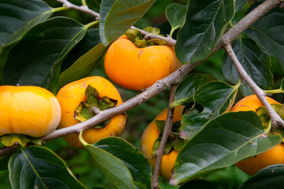 Japanese Persimmon Cuttings (Unrooted) - Fuyugaki | Diospyros kaki