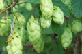 Common Hops Seeds - Humulus Lupulus (40 Seeds) for Brewing