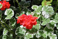 Wilhelm Langguth Zonal Geranium Seeds - 25 Premium Pelargonium × hortorum