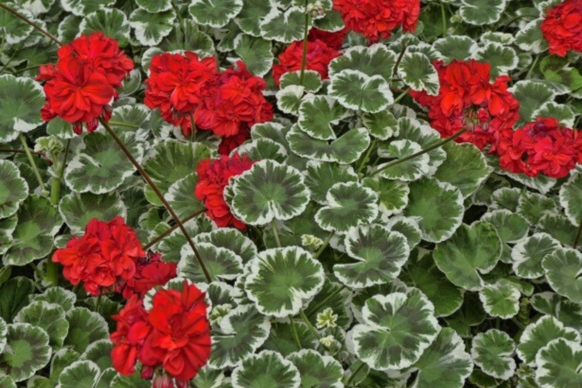 Wilhelm Langguth Zonal Geranium Seeds - 25 Premium Pelargonium × hortorum