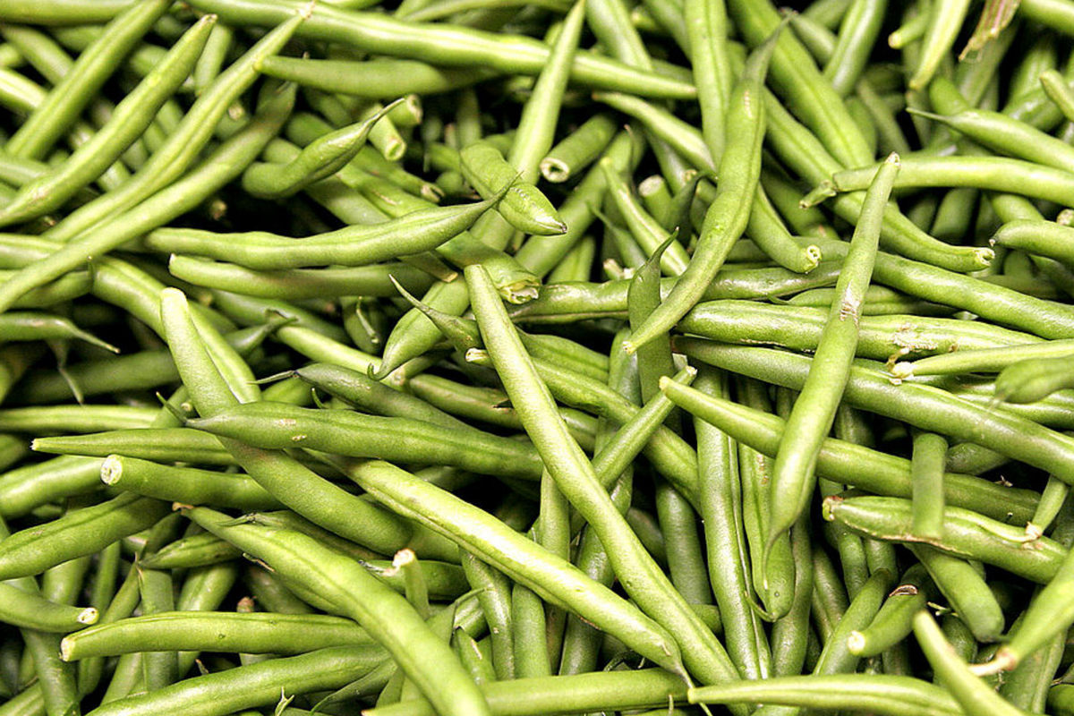 Asparagus Bean Seeds - Yard Long Red-Seeded (Vigna unguiculata subsp. sesquipedalis) - 20 Seeds