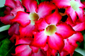 Desert Rose Seeds (Adenium obesum) - 10 PC Mixed Colors