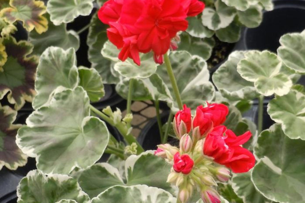 Wilhelm Langguth Zonal Geranium Seeds - 25 Premium Pelargonium × hortorum