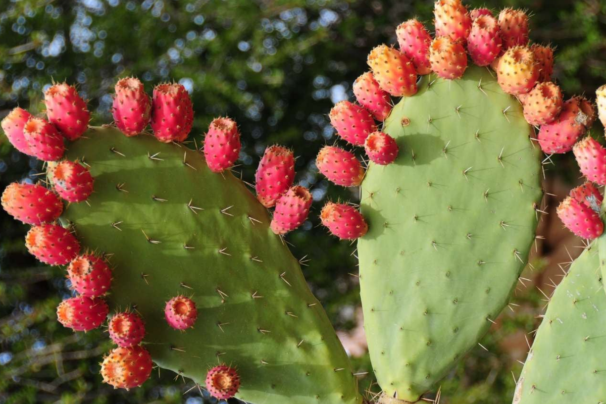 Prickly Pear Cactus Seeds Mix - Opuntia Species (50 Seeds)