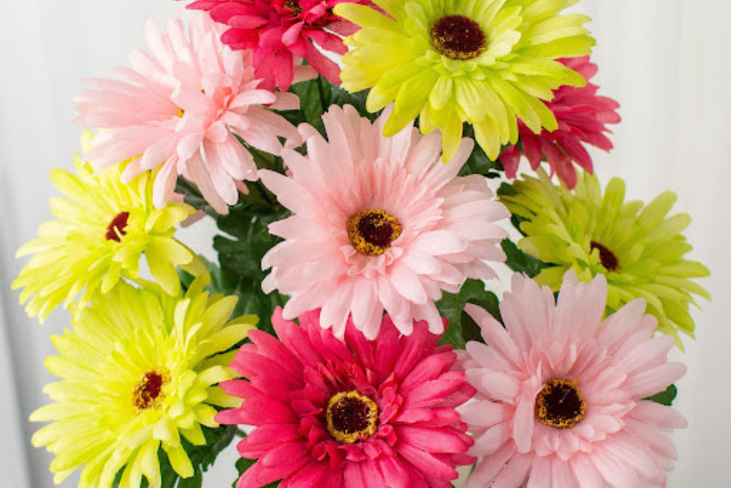 White & Pink Gerbera Daisy Seeds - 200+ Premium Seeds for Cut Flowers, Full Sun