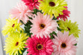 White & Pink Gerbera Daisy Seeds - 200+ Premium Seeds for Cut Flowers, Full Sun