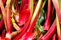 Redventure Celery Seeds - 150 Seeds - Apium graveolens - Open-Pollinated