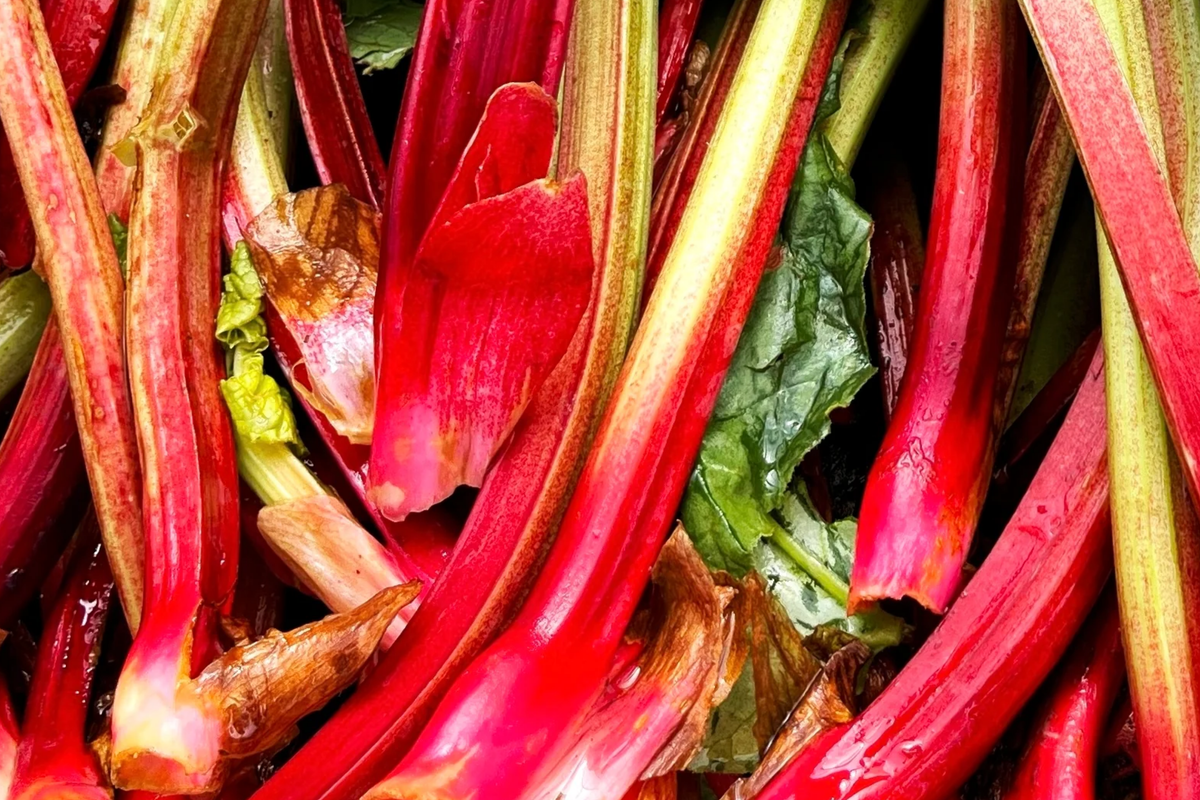 Redventure Celery Seeds - 150 Seeds - Apium graveolens - Open-Pollinated