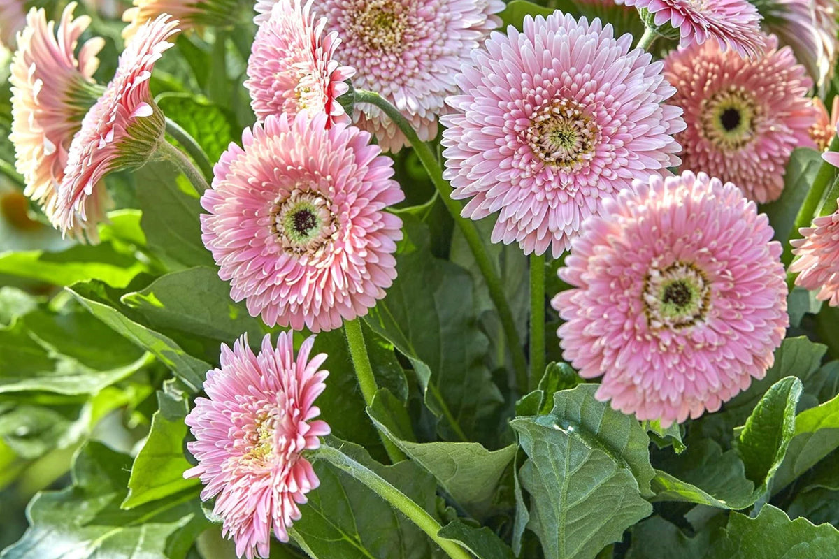 White & Pink Gerbera Daisy Seeds - 200+ Premium Seeds for Cut Flowers, Full Sun