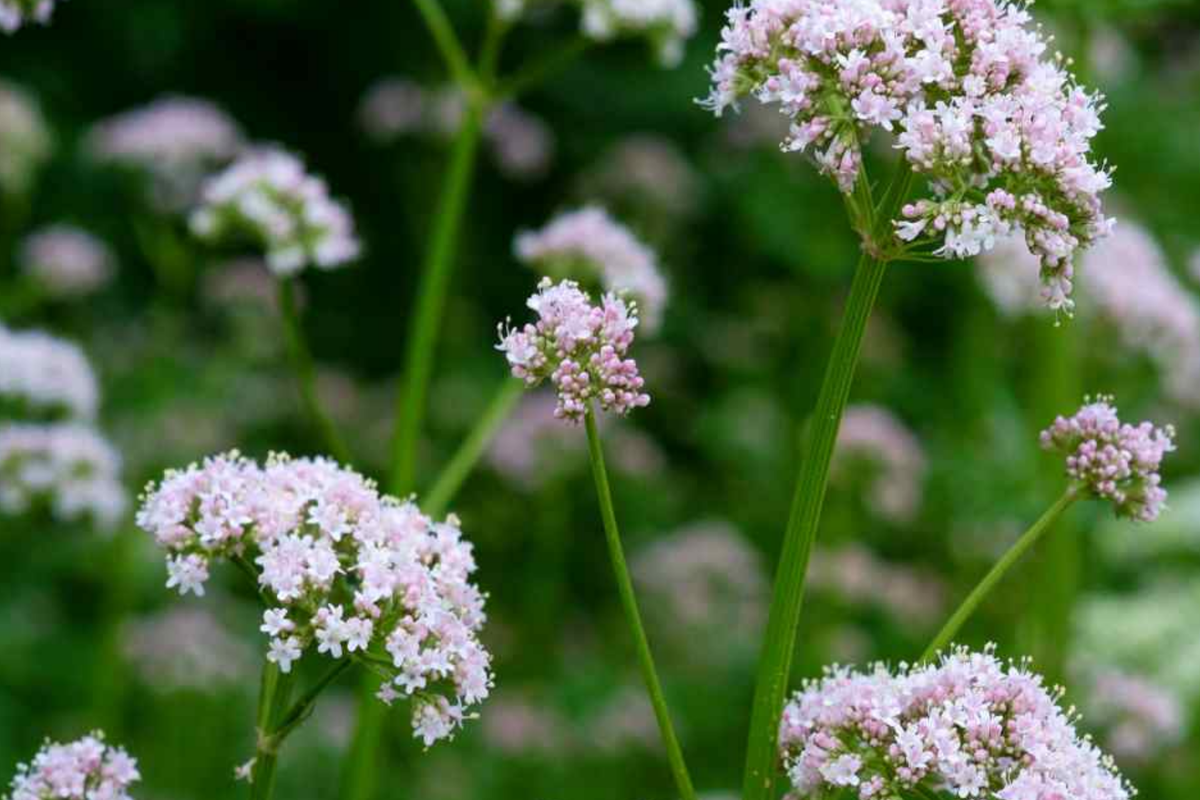 Society Garlic Seeds - Tulbaghia Violacea 15 Seeds | Heirloom, Purple Flowers, Full Sun