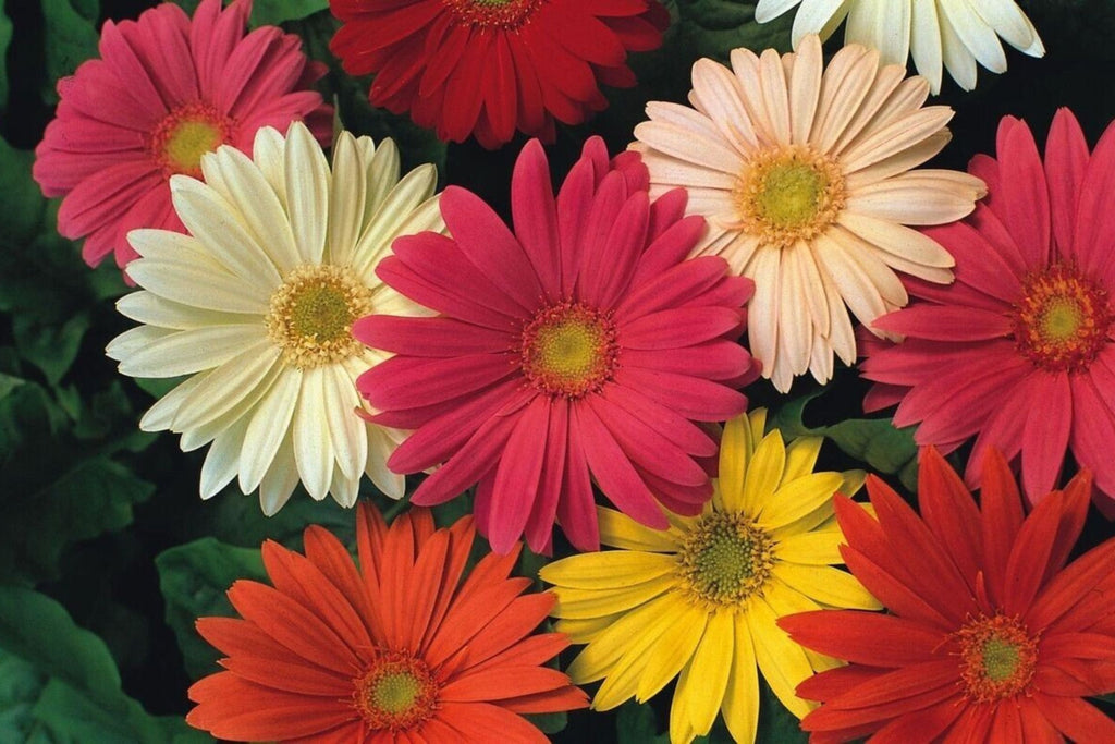 JamesonII Mix Gerbera Daisy Seeds - 200+ Colorful Blooms, USA Grown