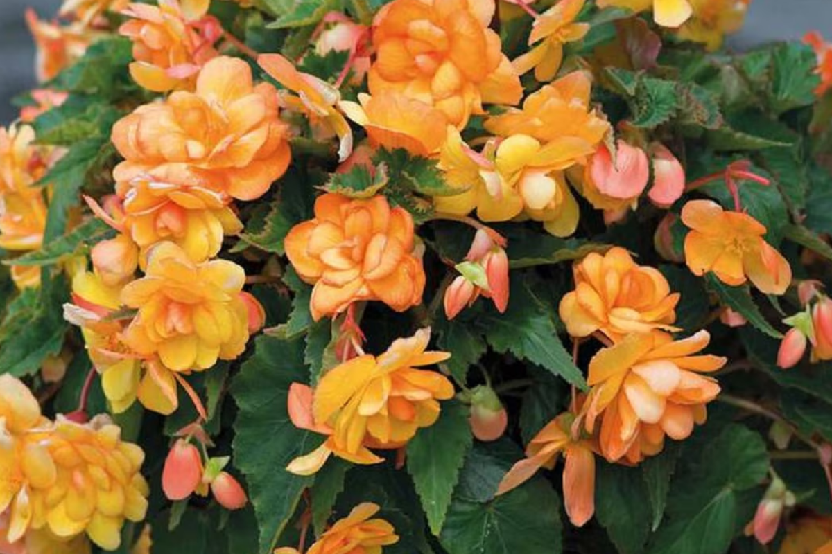 Begonia Bossa Nova Yellow Seeds (5 Seed Pack) - Begonia x tuberhybrida