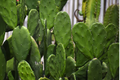 Sweet Yellow Prickly Pear Cactus Seeds - Opuntia ficus-indica | 40 Seeds